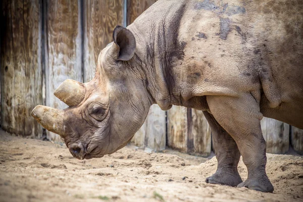 Varón rubio rinoceronte —  Fotos de Stock