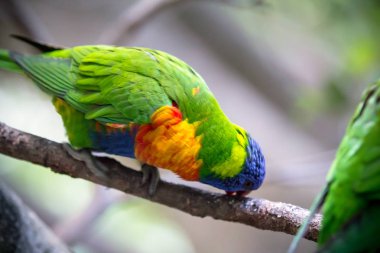 Gökkuşağı Lori