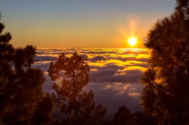 Günbatımı puslu çam ağacı orman üzerinde
