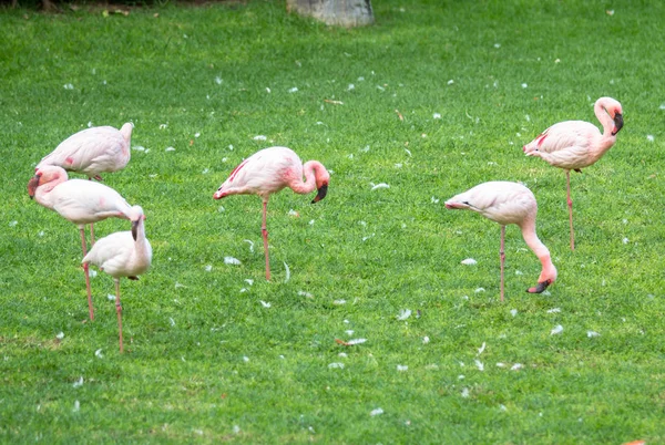 The pink flamingo — Stock Photo, Image