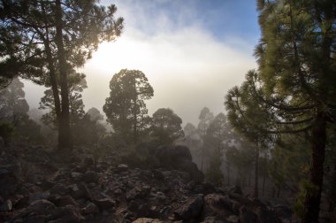 Tenerife çam ormanı içinde yüksek bulutlar