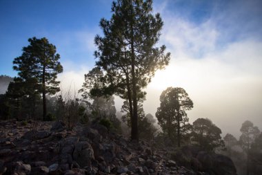 Günbatımı puslu çam ağacı orman üzerinde