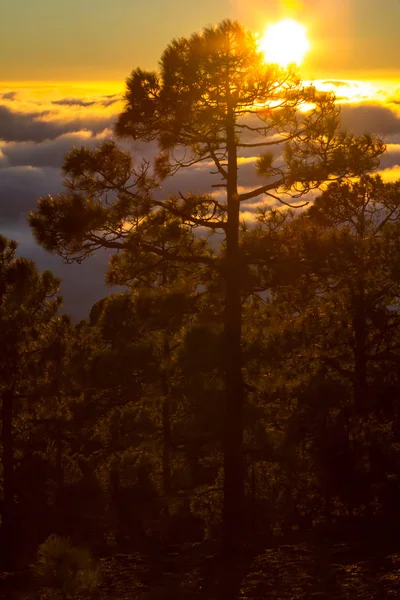Bulutların üzerinde orman Marnixkade günbatımı