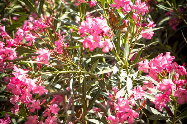 Les fleurs rouges — Photo