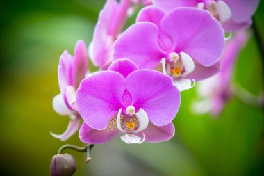 The Orchidea Phalaenopsis clipart