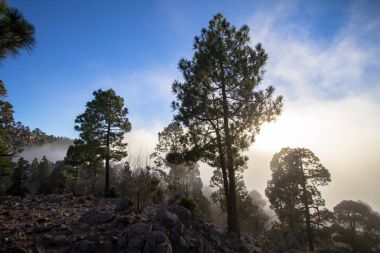 Günbatımı puslu çam ağacı orman üzerinde
