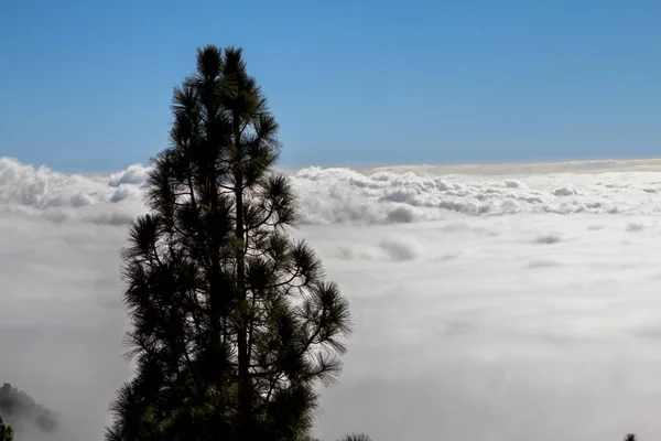 Pinos canarios en las nubes — Foto de Stock