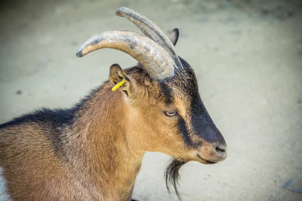 Braune Zwergziege — Stockfoto