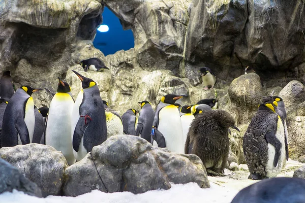Pinguine in der Natur — Stockfoto
