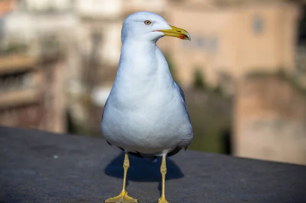 Seagull close-up — Stockfoto
