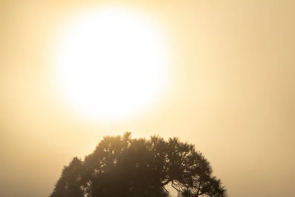 Puesta de sol sobre pino brumoso — Foto de Stock