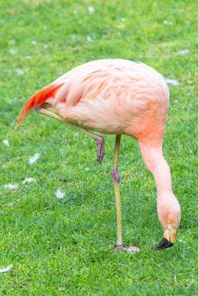 The pink flamingo — Stock Photo, Image
