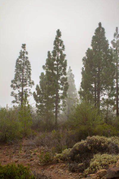 Nubes en el bosque de pinos — Foto de Stock