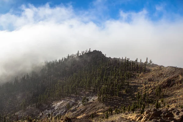 Nuvens altas sobre pinhal em Tenerife — Fotografia de Stock