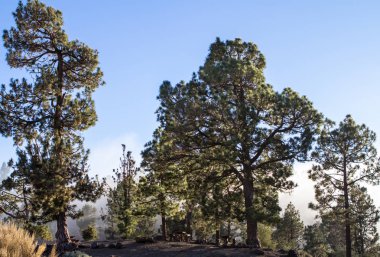 Tenerife çam ormanı içinde yüksek bulutlar