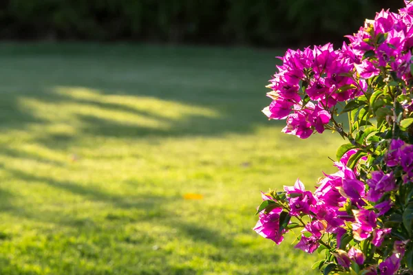 Kleine roze bloemen op een struik, close-up — Stockfoto