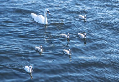 The swan family clipart