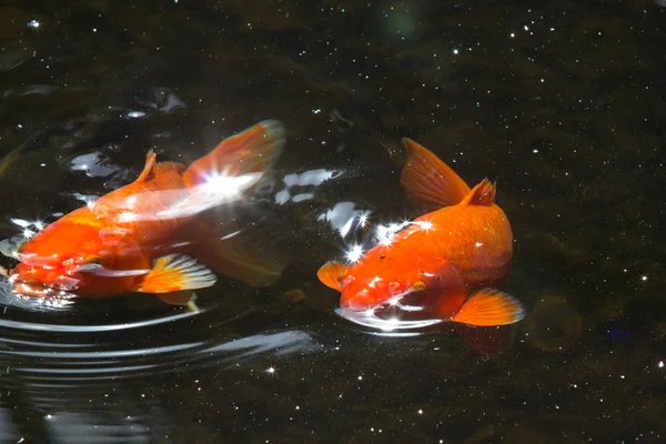 Koi fish, fancy carps — Stock Photo, Image
