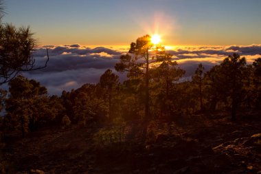 Bulutların üzerinde orman Marnixkade günbatımı