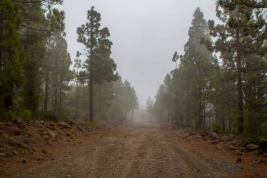 Çam ormanı bulutlarda