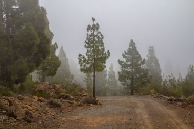 Çam ormanı bulutlarda