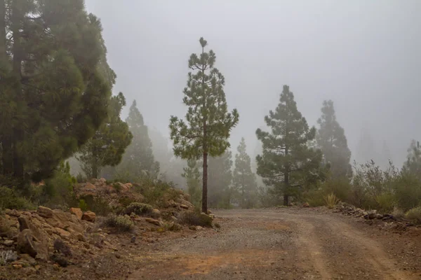Çam ormanı bulutlarda