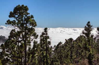 Bulutlarda Kanarya çam