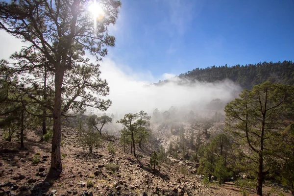 Bulutlarda Kanarya çam