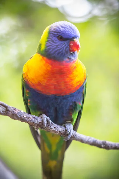 O Lorikeet arco-íris — Fotografia de Stock