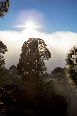 Tenerife çam ormanı içinde yüksek bulutlar