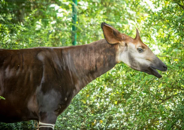 Okapi i skogen — Stockfoto