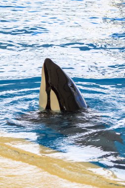 Loro Parque orcas gösterisinde