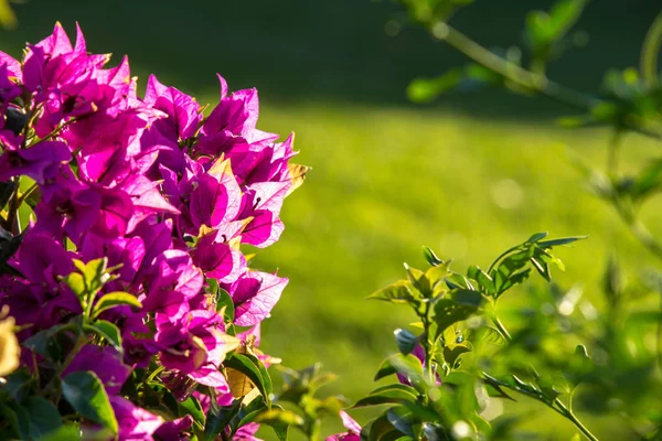 Petites fleurs roses sur un buisson gros plan — Photo