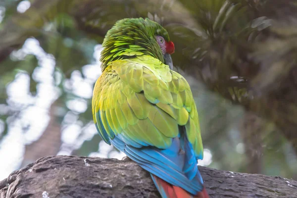 A parrot Close up