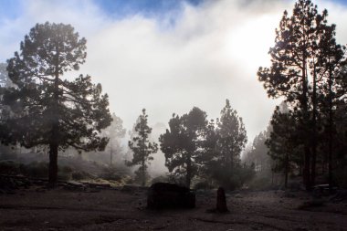 Tenerife çam ormanı içinde yüksek bulutlar