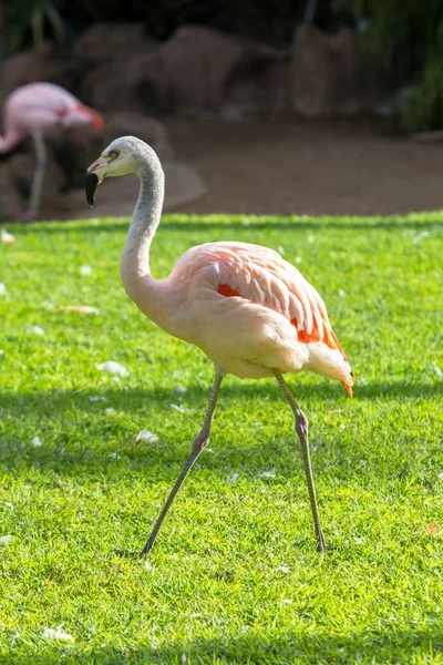 O flamingo rosa — Fotografia de Stock