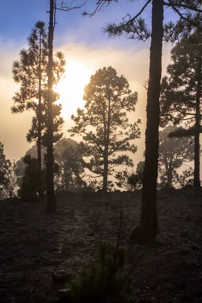 Naplemente alatt ködös fenyő erdő — Stock Fotó