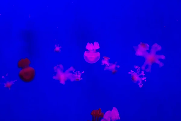 Маленькие медузы в аквариуме — стоковое фото