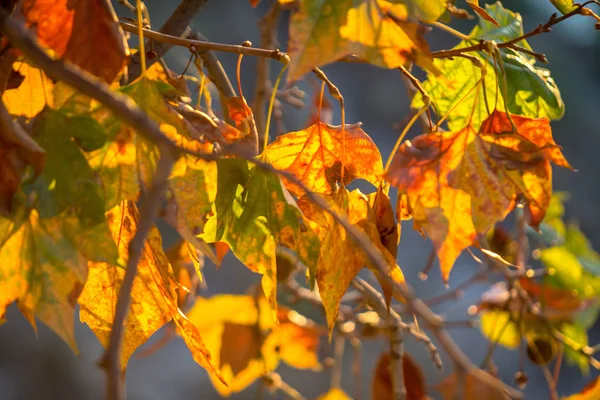 Tree brunch on sun background — Stock Photo, Image