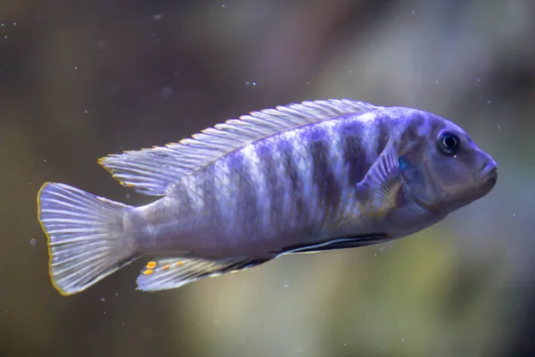 O peixe de aquário — Fotografia de Stock