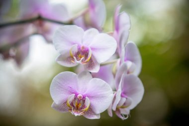 Orchidea Phalaenopsis