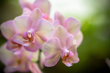 Orchidea Phalaenopsis