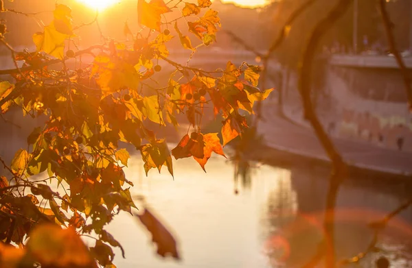 Tree brunch on sun background — Stock Photo, Image