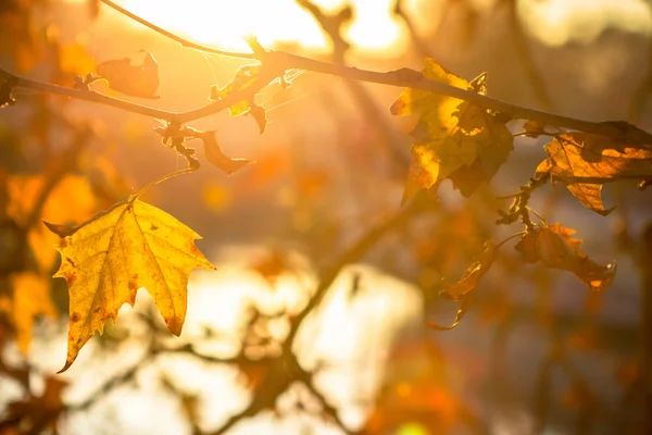 Pozdní snídaně strom na pozadí slunce — Stock fotografie