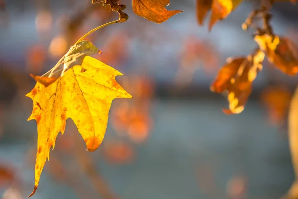 Baum Brunch auf Sonnenhintergrund — Stockfoto