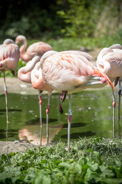 The Caribbean flamingo — Stock Photo, Image