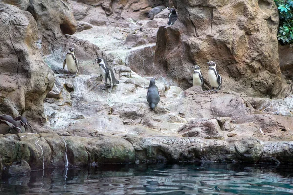 Пингвины в аквариуме — стоковое фото