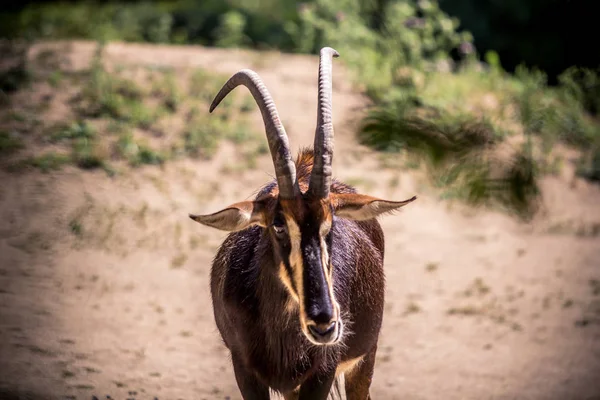 Die Zobel-Antilope — Stockfoto