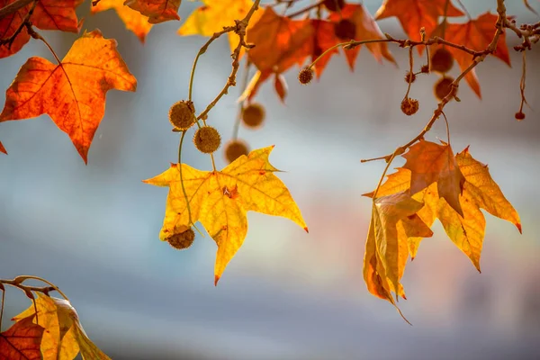 Tree brunch on sun background — Stock Photo, Image