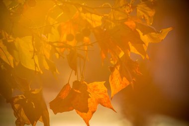Güneş arka plan ağaç brunch
